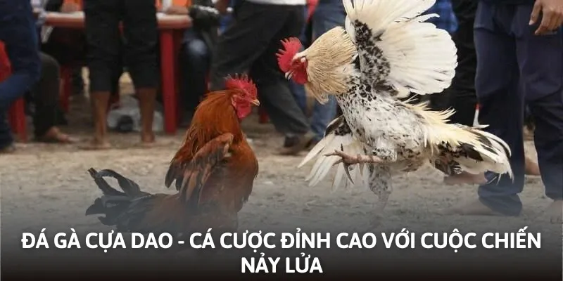 Đá gà cựa dao tại kubet
