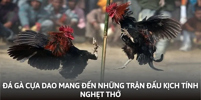 Đá gà cựa dao mang đến những trận đấu kịch tính nghẹt thở