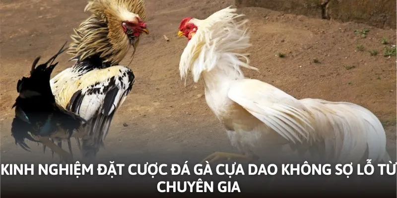 Kinh nghiệm đặt cược đá gà cựa dao không sợ lỗ từ chuyên gia