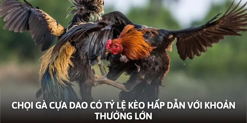 Chọi gà cựa dao có tỷ lệ kèo hấp dẫn với khoản thưởng khổng lồ