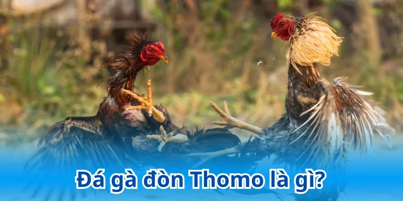 Đá gà đòn Thomo là hình thức thi đấu thuần truyền thống