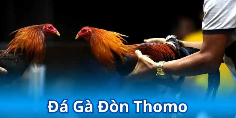 Đá gà đòn thomo tại kubet88