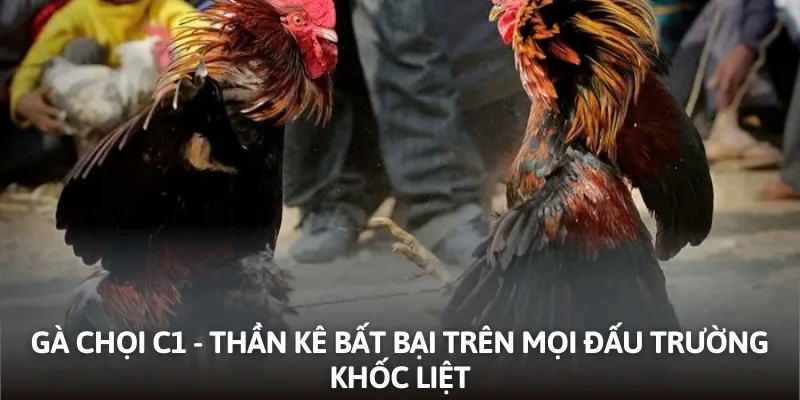 Tìm hiểu gà chọi c1 được kubet chia sẻ