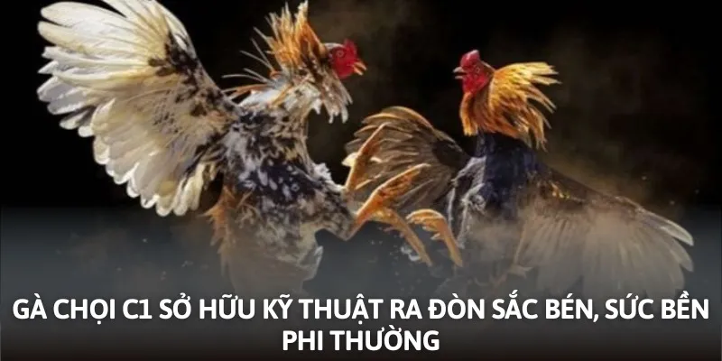 Gà chọi C1 sở hữu kỹ thuật ra đòn sắc bén, sức bền phi thường