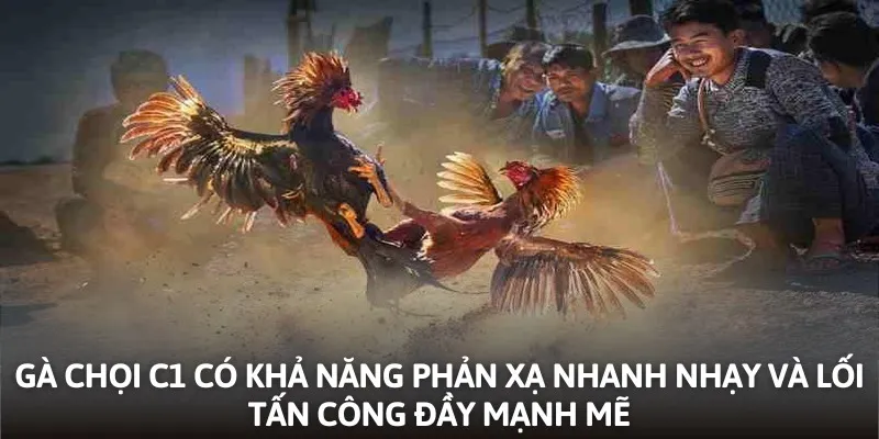 Gà chọi C1 có khả năng phản xạ nhanh nhạy và lối tấn công đầy mạnh mẽ