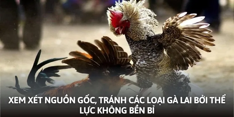 Xem xét nguồn gốc, tránh các loại gà lai bởi thể lực không bền bỉ