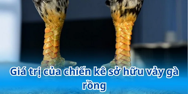Giá trị của vảy rồng đối với dân cá độ và người chơi gà cảnh
