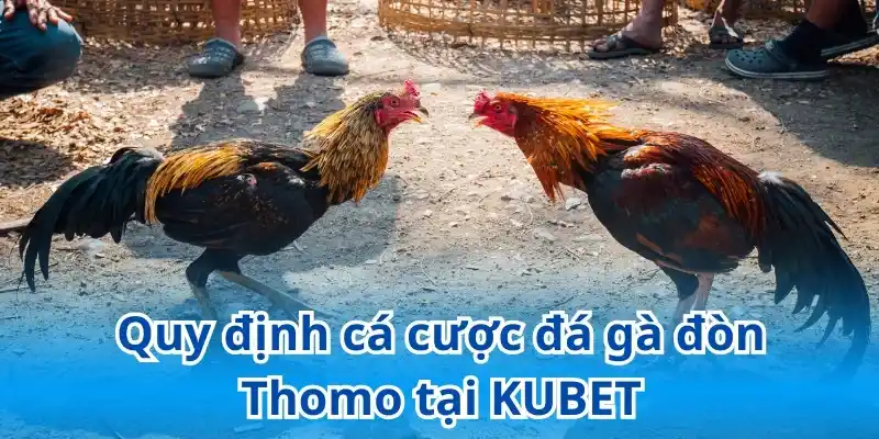 Hướng dẫn cá cược đá gà đòn từ A-Z tại KUBET