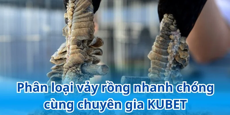 Hướng dẫn phân loại vảy rồng chi tiết từ chuyên gia KUBET