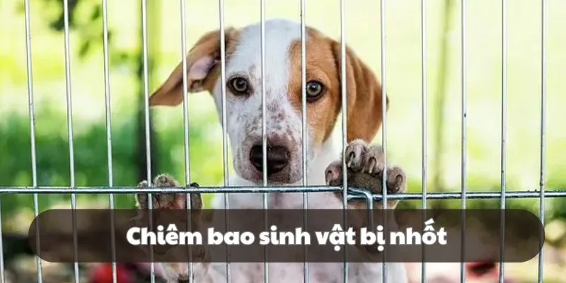 Sinh vật này bị nhốt là điềm báo xấu cho chủ mộng