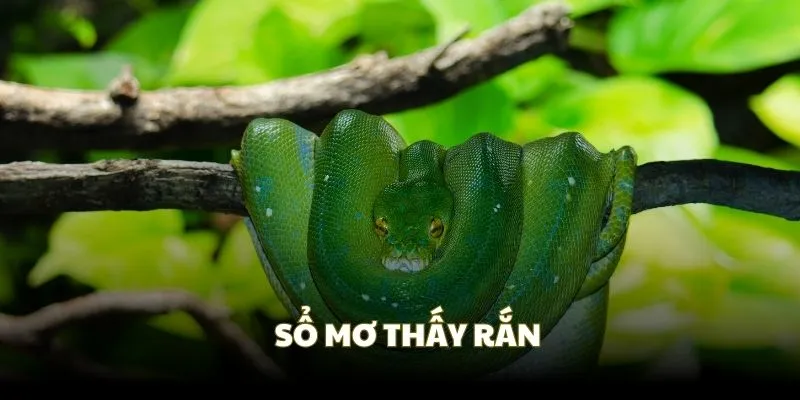 Sổ mơ gặp rắn khi ngủ