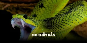 mơ thấy rắn thì tốt hay xấu, tham khảo ngay bài viết
