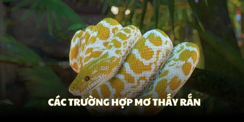 Các trường hợp mơ về rắn và ý nghĩa