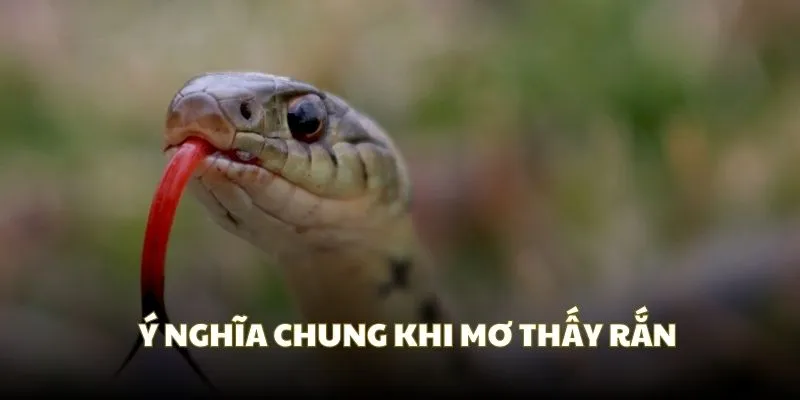 Phân tích chung về ý nghĩa khi mơ thấy rắn