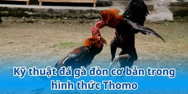 Những kỹ thuật đá gà đòn Thomo được sử dụng phổ biến trong thi đấu