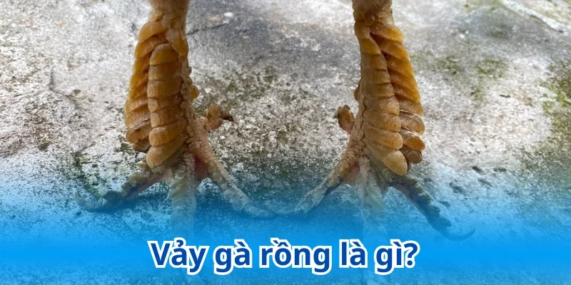 Gà vảy rồng rất hiếm khi xuất hiện